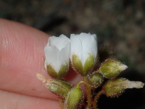Drosera hirsuta