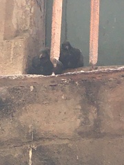 Columba livia domestica