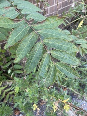 Rhus glabra
