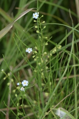 Myosotis scorpioides