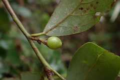 Lindera akoensis