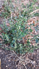 Polygonum aviculare