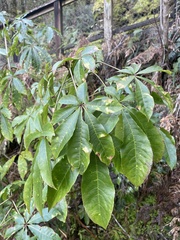 Schefflera digitata