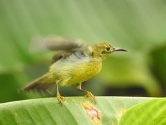 Anthreptes malacensis