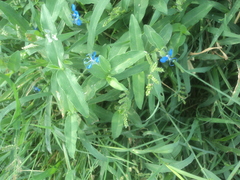 Commelina forskaolii