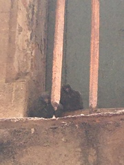 Columba livia domestica