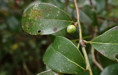 Lindera akoensis
