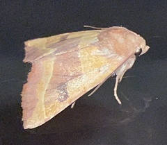 Atethmia centrago