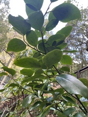 Griselinia littoralis