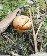 Amanita xanthocephala