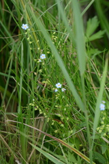 Myosotis scorpioides