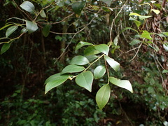 Lindera akoensis
