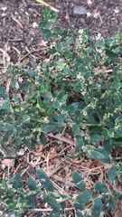 Polygonum aviculare