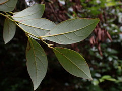 Lindera akoensis