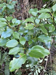 Griselinia littoralis