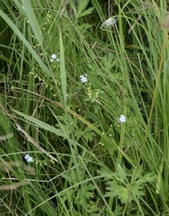 Myosotis scorpioides