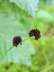 Juncus mertensianus