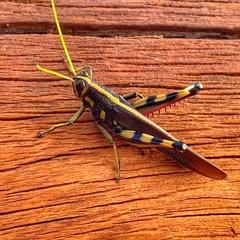 Schistocerca albolineata