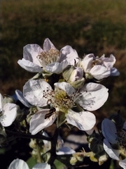 Toxomerus occidentalis