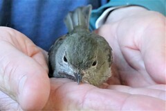 Pachycephala pectoralis