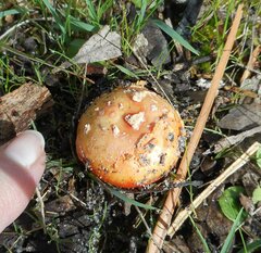 Amanita xanthocephala