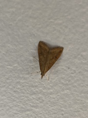 Udea ferrugalis