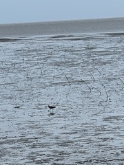 Numenius madagascariensis