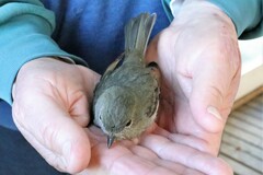 Pachycephala pectoralis