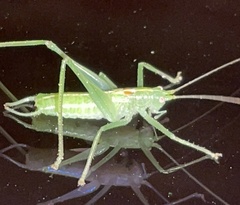 Meconema meridionale