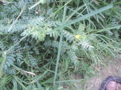 Tribulus terrestris