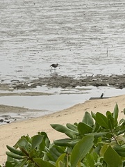 Numenius madagascariensis