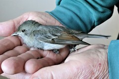 Pachycephala pectoralis