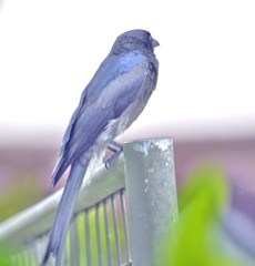 Dicrurus caerulescens