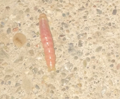 Litoprosopus coachella