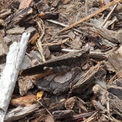 Trimerotropis verruculata