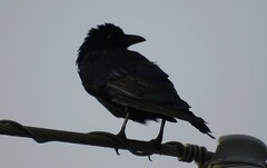 Corvus sinaloae