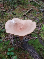 Lactarius helvus