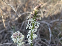 Stackhousia subterranea