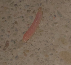 Litoprosopus coachella