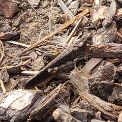 Trimerotropis verruculata