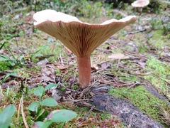 Lactarius helvus