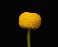 Oncosiphon pilulifer