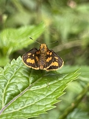 Taractrocera luzonensis