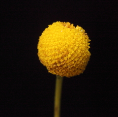 Oncosiphon pilulifer