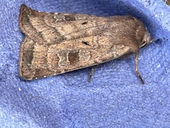 Diarsia rubi