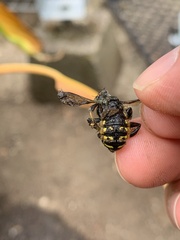 Anthidium manicatum