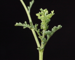 Oncosiphon pilulifer