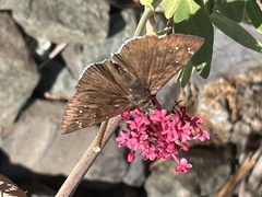 Erynnis tristis