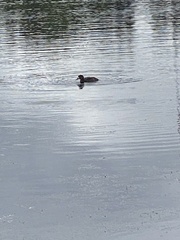 Aythya affinis