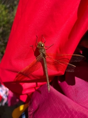 Aeshna grandis